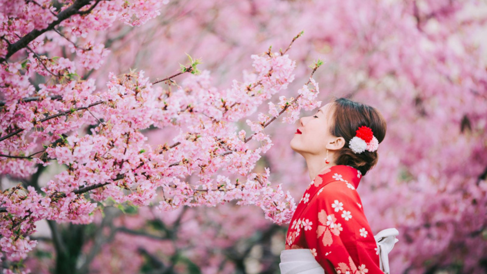 Видео красивой японской девушки. Япония Сакура. Черри блоссом в кимоно. Сакура черри блоссом. Черри блоссом в Токио.