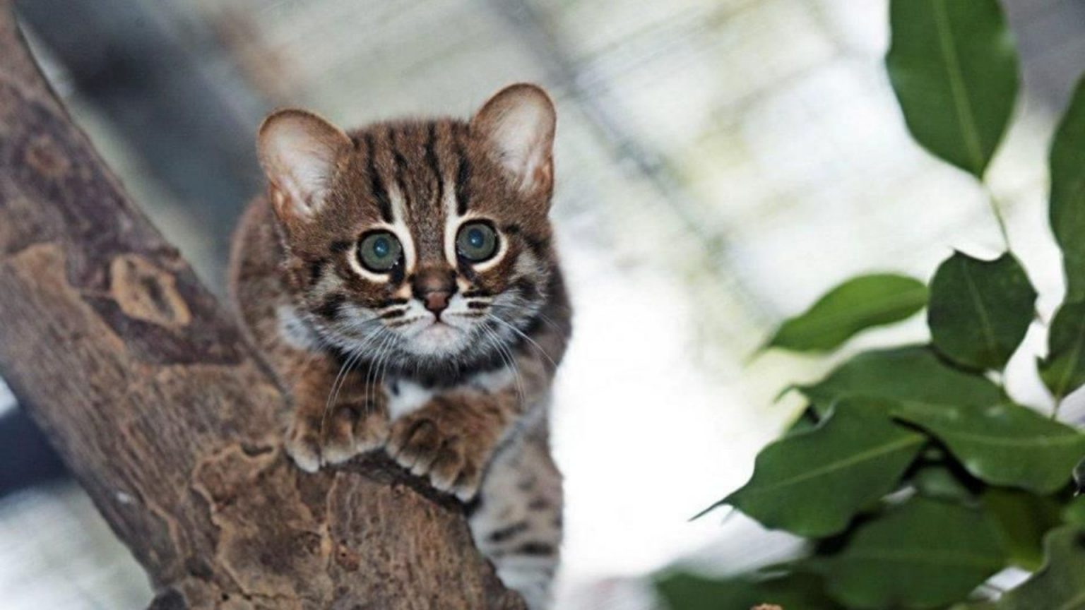 Самая редкая кошка в мире