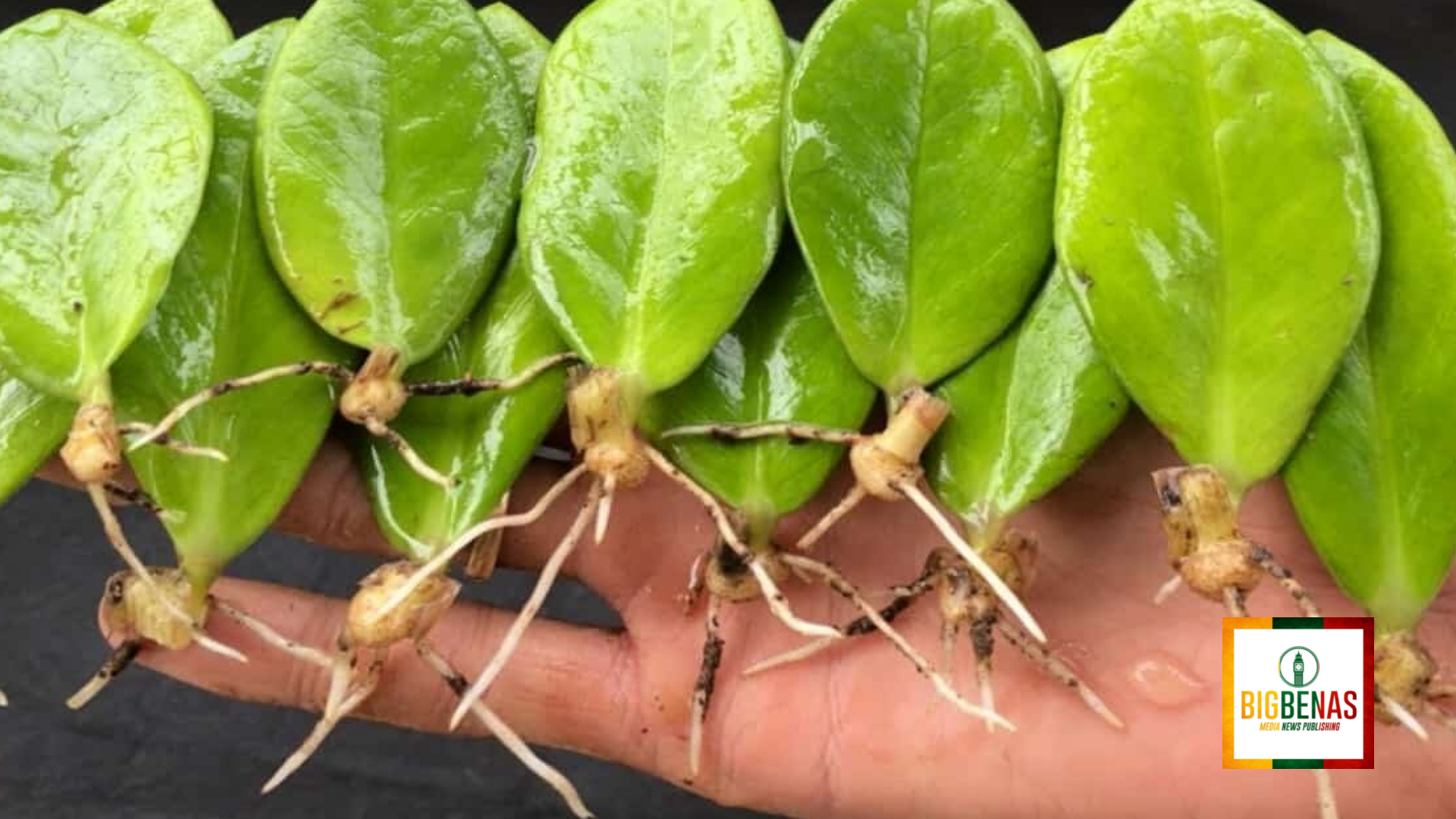 Замиокулькас размножается. Замиокулькас черенок. Замиокулькас. Замиокулькас ланцетовидный. Замиокулькас корневая.